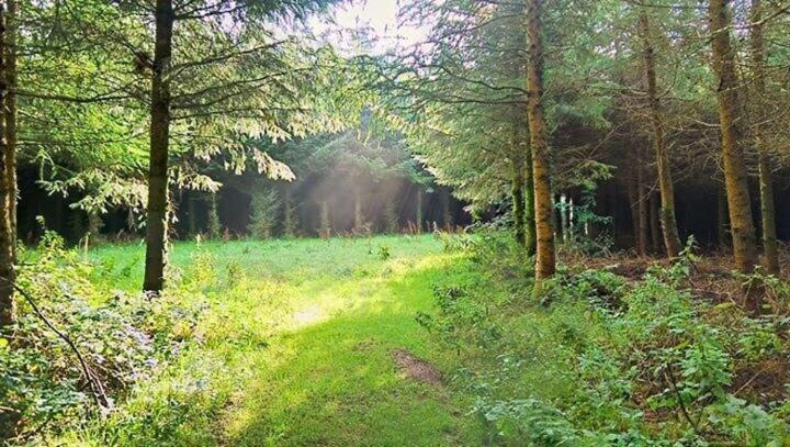 Lobhill Farmhouse Bed And Breakfast And Self Catering Accommodation Okehampton Rum bild