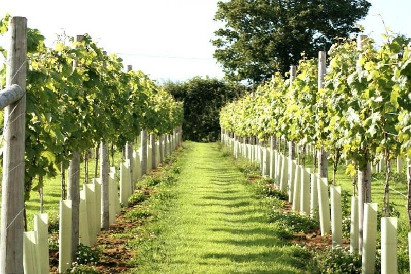 Lobhill Farmhouse Bed And Breakfast And Self Catering Accommodation Okehampton Rum bild