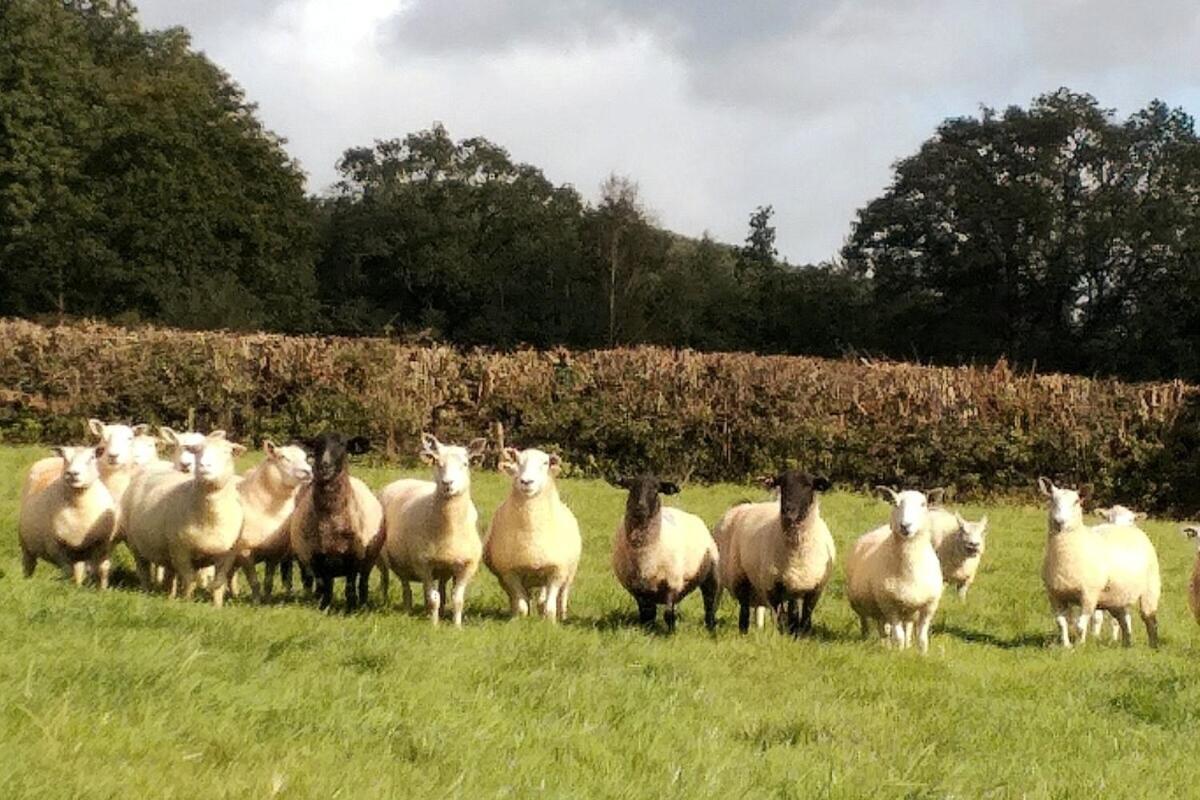 Lobhill Farmhouse Bed And Breakfast And Self Catering Accommodation Okehampton Rum bild