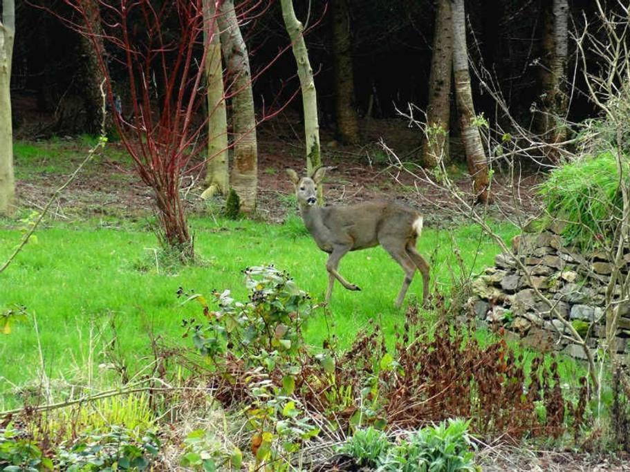 Lobhill Farmhouse Bed And Breakfast And Self Catering Accommodation Okehampton Rum bild