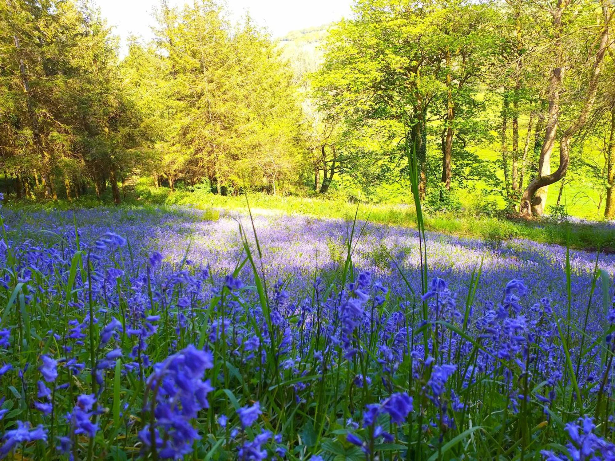 Lobhill Farmhouse Bed And Breakfast And Self Catering Accommodation Okehampton Exteriör bild